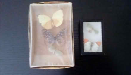 Photo of free Butterflies boxed - from the late 60's/early 70's (Lower Earley RG6) #1