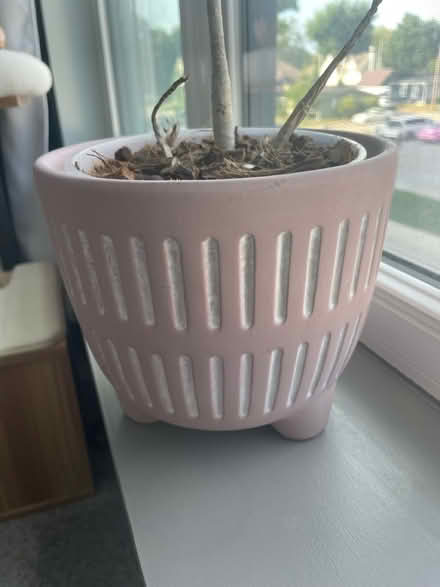 Photo of free House Plant/Pot (dracanea) (Carmel, IN) #2