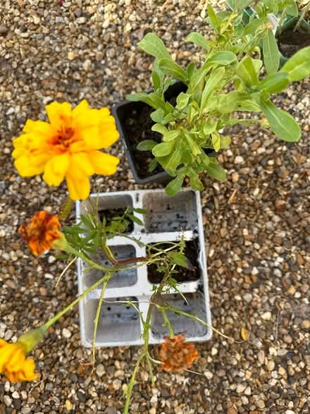 Photo of free Calendula and marigold plants (CO4 9 Colchester) #1