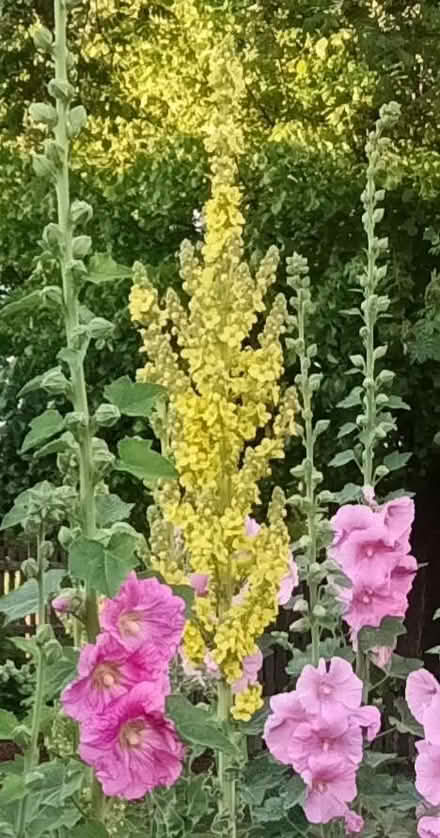 Photo of free Verbascum seeds (Hockley Port B18) #2