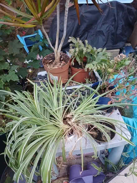 Photo of free Houseplants (Gl4 6GE) #1