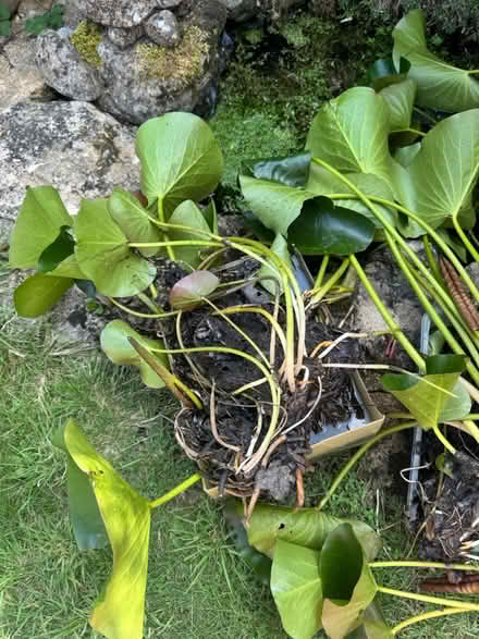 Photo of free Water / Pond Lily (Bath, Swainswick) #3