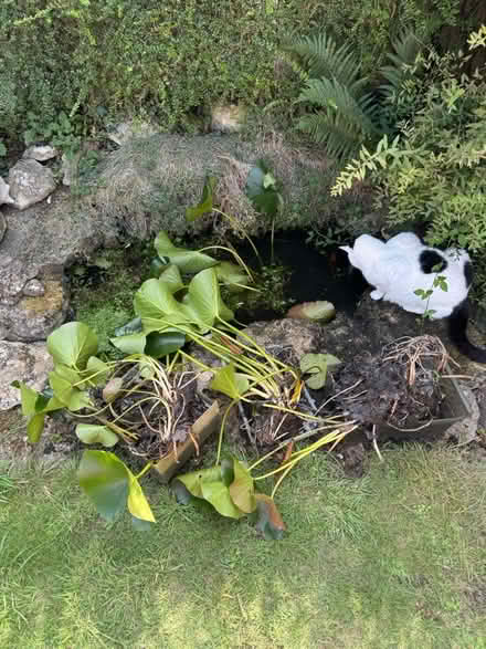 Photo of free Water / Pond Lily (Bath, Swainswick) #2