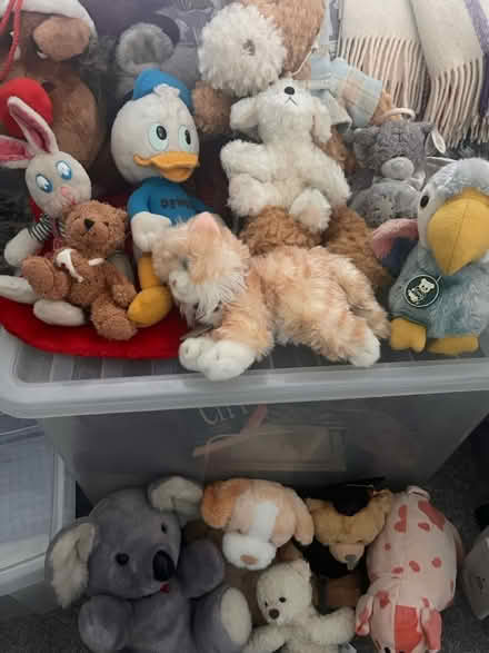 Photo of free Soft Plush Animal Toys (Ballyhackamore) #3