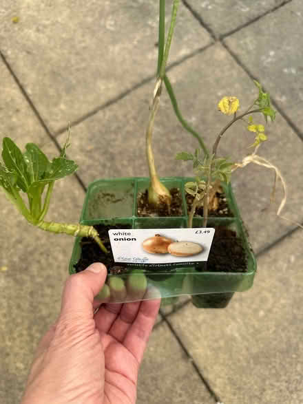 Photo of free Veg plants (CO4 9 Colchester) #1