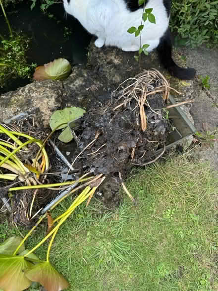 Photo of free Water / Pond Lily (Bath, Swainswick) #4