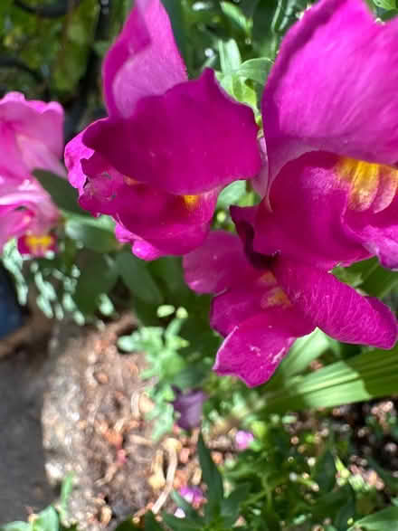 Photo of free Bunny rabbit plant (CO4 9 Colchester) #1