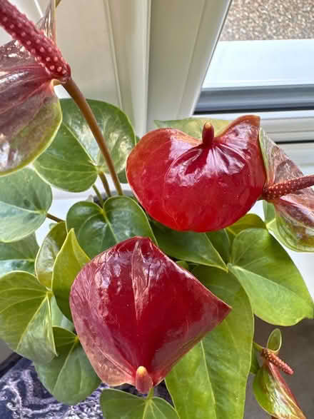 Photo of free House plant (CO4 9 Colchester) #2