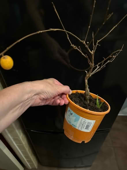 Photo of free Calamondium tree (CO4 9 Colchester) #1