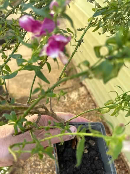 Photo of free Bunny rabbit plant (CO4 9 Colchester) #2