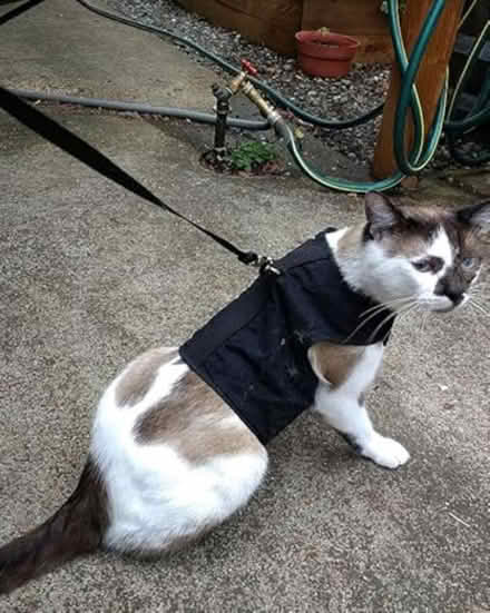 Photo of cat harnesses and a leash (Philadelphia) #1