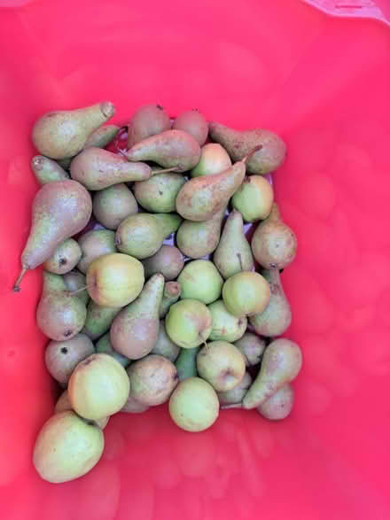 Photo of free Windfall apples and pears (Newall LS21) #1