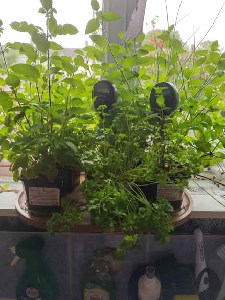 Photo of free Culinary herbs (Rowner PO13) #1