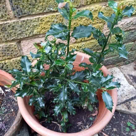 Photo of free Holly seedlings (Bessels Green TN13) #1