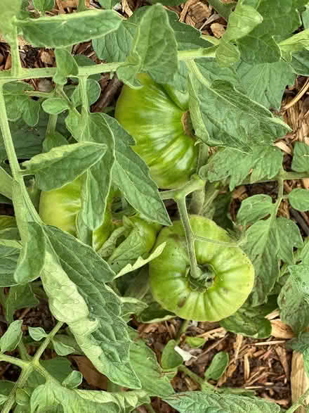 Photo of Tomato cage (Lake City/Meadowbrook) #1