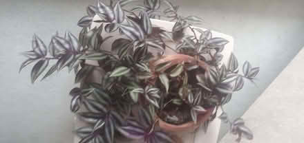 Photo of free House plant (Maidenhead SL6) #1