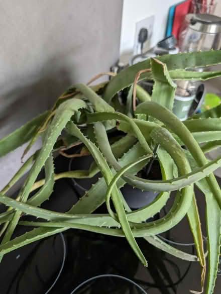 Photo of free Two Aloe Vera plants in one pot (Wallsend, NE28) #2