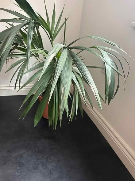 Photo of free Large Kentish Palm Plant (West Malling, ME19) #3