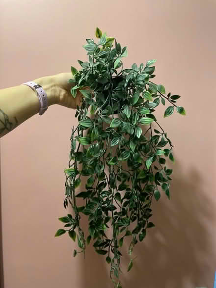Photo of free Fake hanging plants (Ruskin Park SE5) #3
