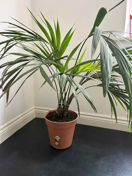 Photo of free Large Kentish Palm Plant (West Malling, ME19) #1