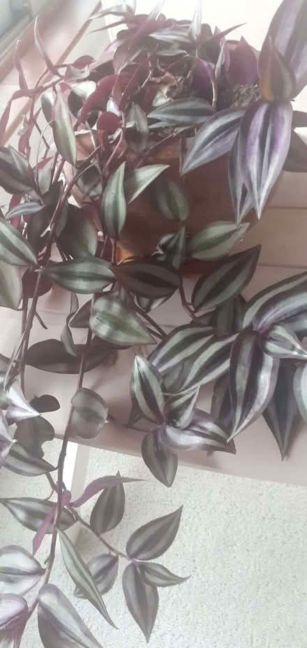 Photo of free House plant (Maidenhead SL6) #2
