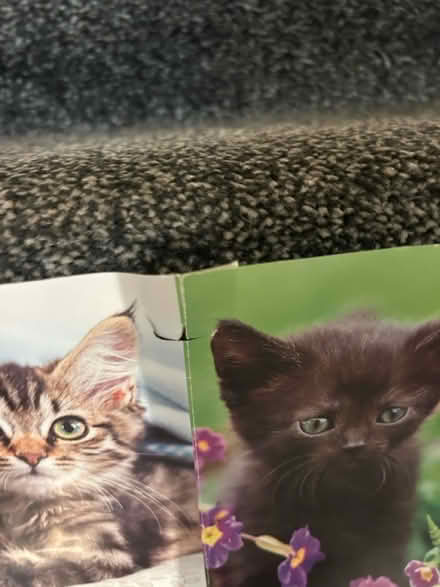 Photo of free Cat poster (Jennetts park RG12) #3