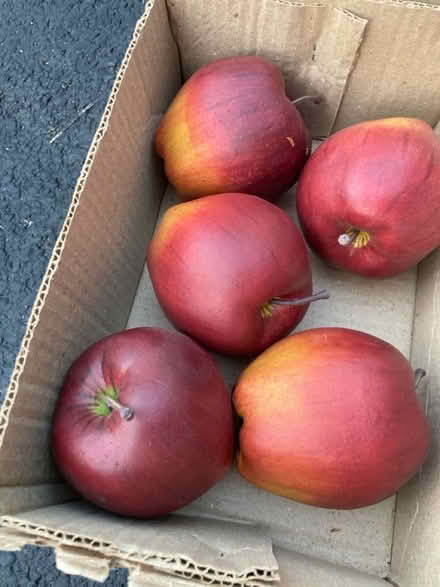 Photo of free Decorative apples (Kingston) #1
