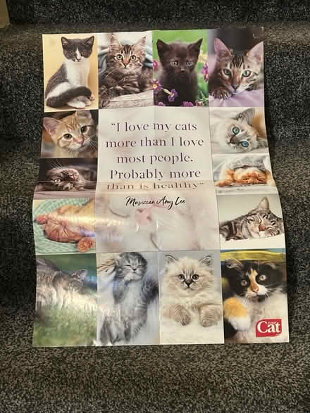 Photo of free Cat poster (Jennetts park RG12) #2