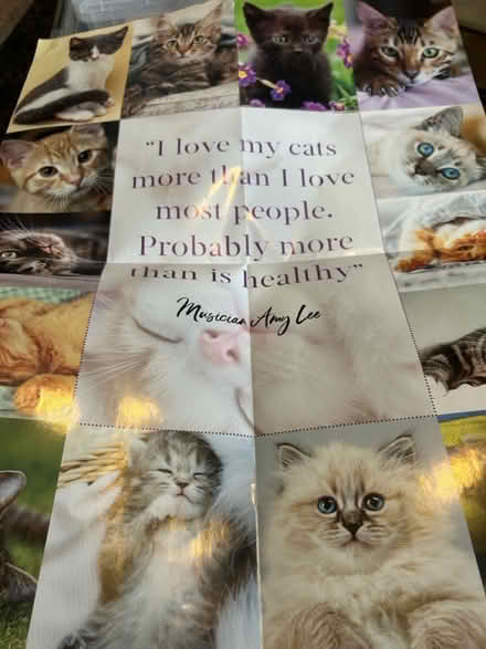 Photo of free Cat poster (Jennetts park RG12) #1