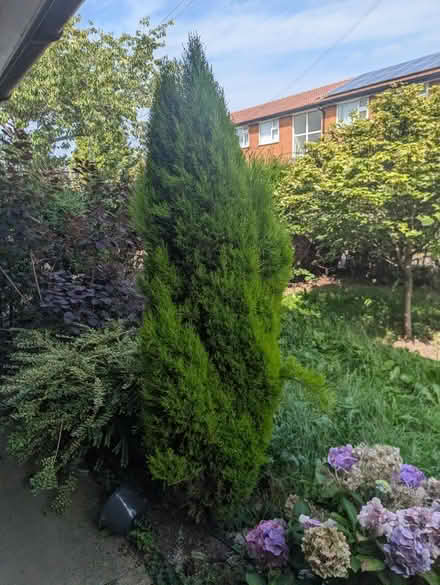 Photo of free Fir tree (Denton M34) #1