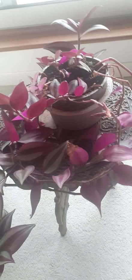 Photo of free House plant (Maidenhead SL6) #2