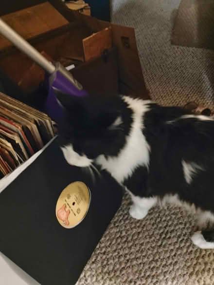 Photo of cat harnesses and a leash (Philadelphia) #3