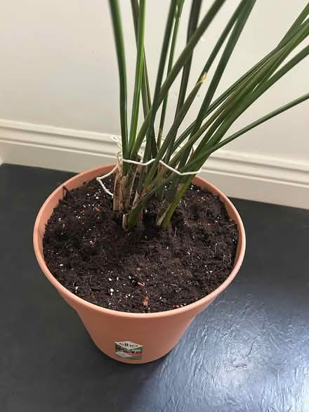 Photo of free Large Kentish Palm Plant (West Malling, ME19) #4