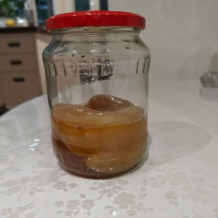 Photo of free Kombucha Scoby (North Kensington W11) #1
