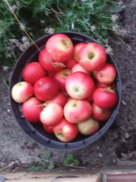 Photo of free Windfall apples - some fine, some damaged (Westbury Fields BS9) #1
