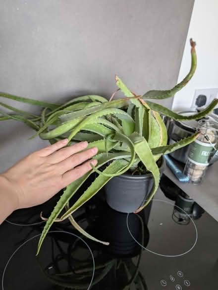 Photo of free Two Aloe Vera plants in one pot (Wallsend, NE28) #1