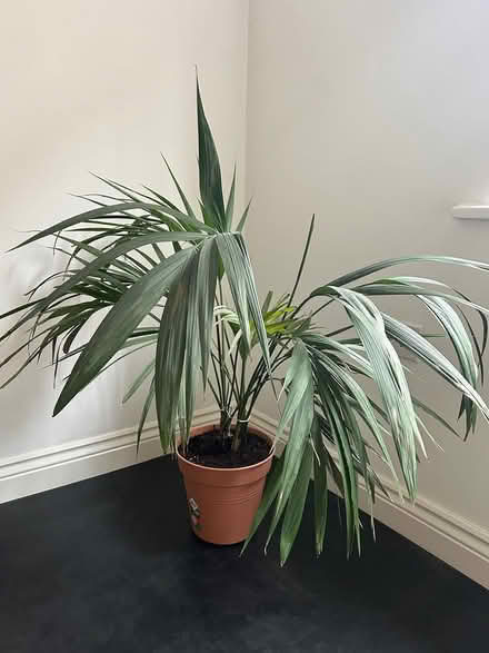 Photo of free Large Kentish Palm Plant (West Malling, ME19) #2