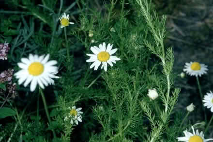 Photo of Chamomile/Camomile Plant (Hitchin SG4) #1