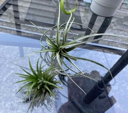 Photo of free air plants (Bloor Lansdowne) #1