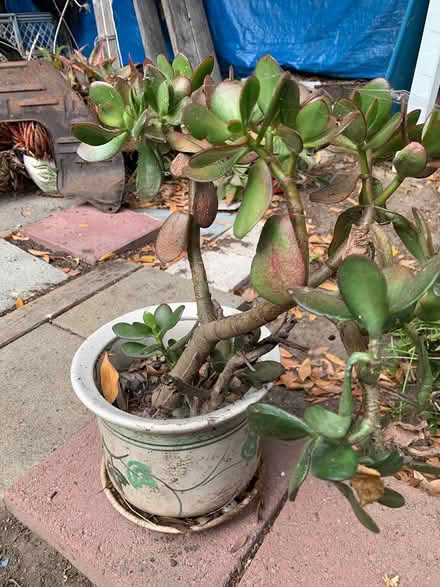 Photo of free Potted jade plant (Emeryville) #2