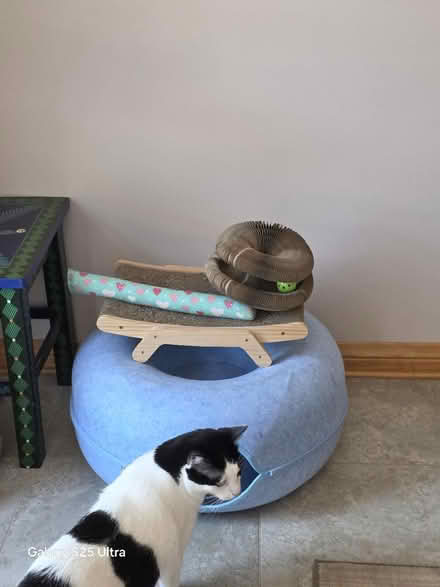 Photo of free Cat toys (Allied Gardens) #1