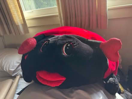 Photo of free Cozy love bug (Highland Park) #1