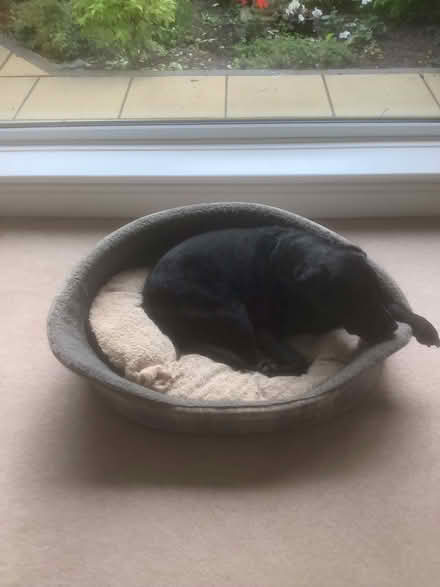 Photo of free Dog bed (Thornton FY5) #2