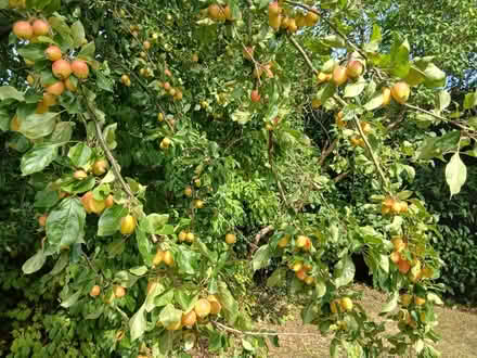 Photo of free Crab apples - nearly ripe (Great Missenden HP16) #1