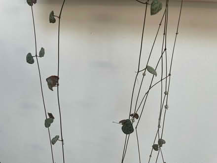 Photo of free String of hearts plant (OX4 3) #2