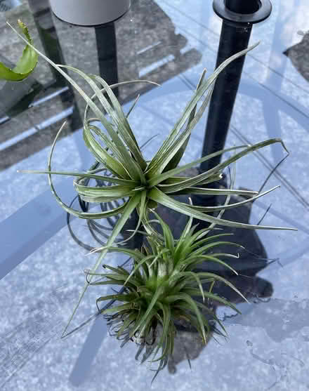 Photo of free air plants (Bloor Lansdowne) #2