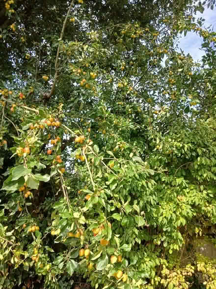 Photo of free Crab apples - nearly ripe (Great Missenden HP16) #2