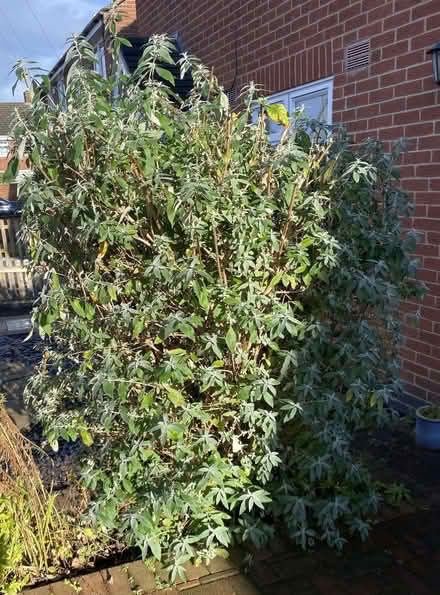 Photo of free Buddleia (Newbold Verdon LE9) #1