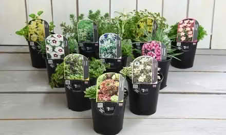 Photo of Rockery Plants (CT10) #1