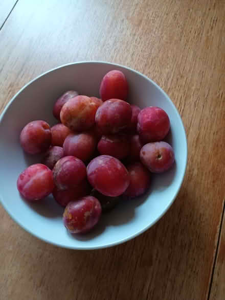 Photo of free 2kg victoria plums (Heysham LA3) #1